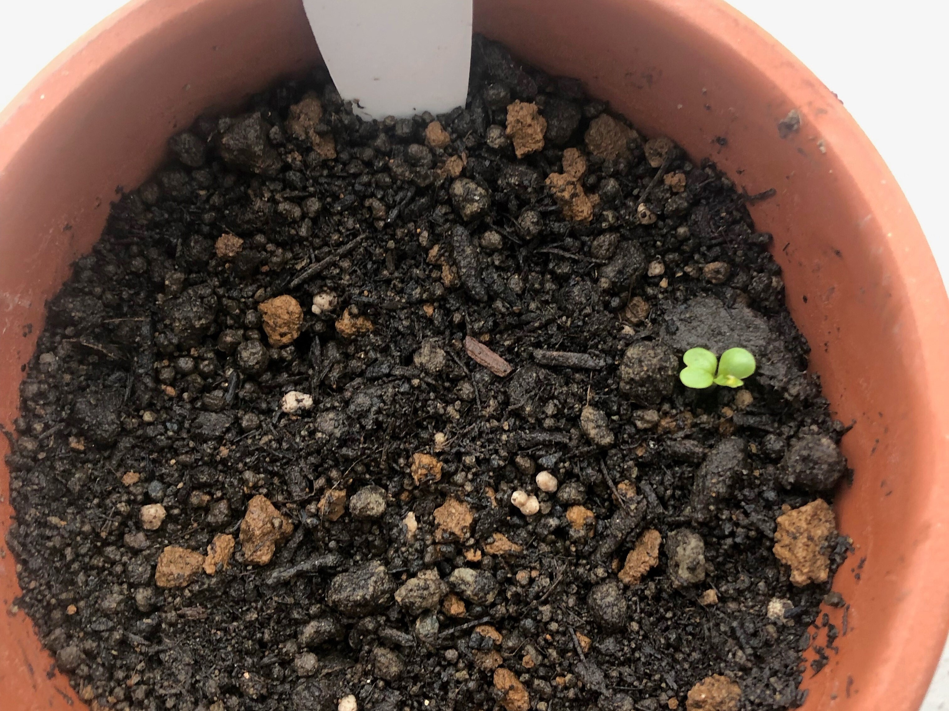 芽が出た！（3日目～9日目） | 全学教育科目・展開ゼミ2021 | 植物生殖